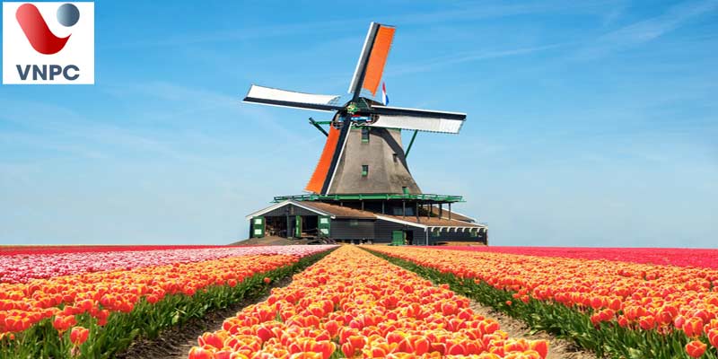 Du học Hà Lan: Điều kiện để nhập học thẳng vào các trường đại học ở Hà Lan là gì?