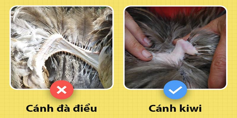 Chim kiwi và những điều “dị” mà bạn chưa biết