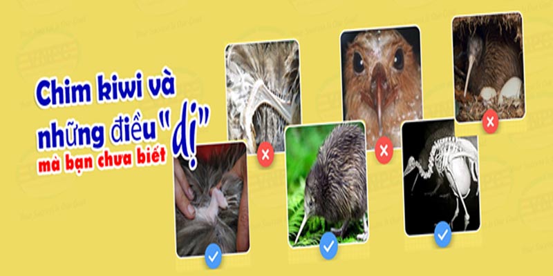Chim kiwi và những điều “dị” mà bạn chưa biết